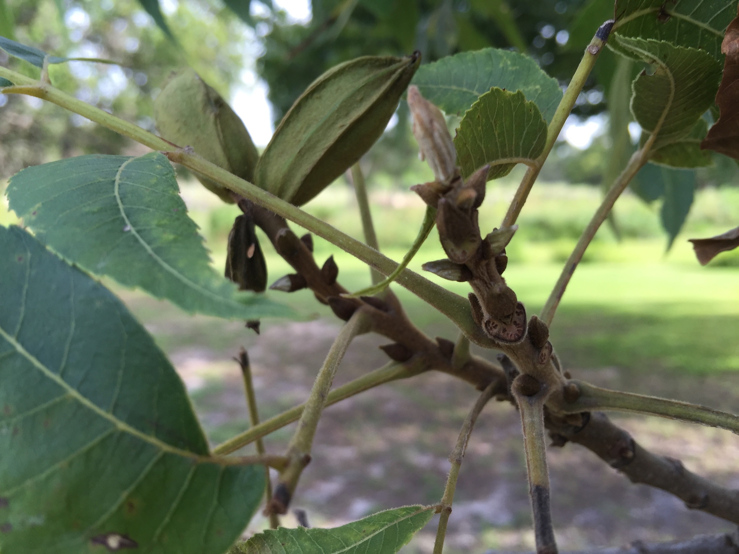 The beginnings of the Fall pecan harvest in July, 2015.