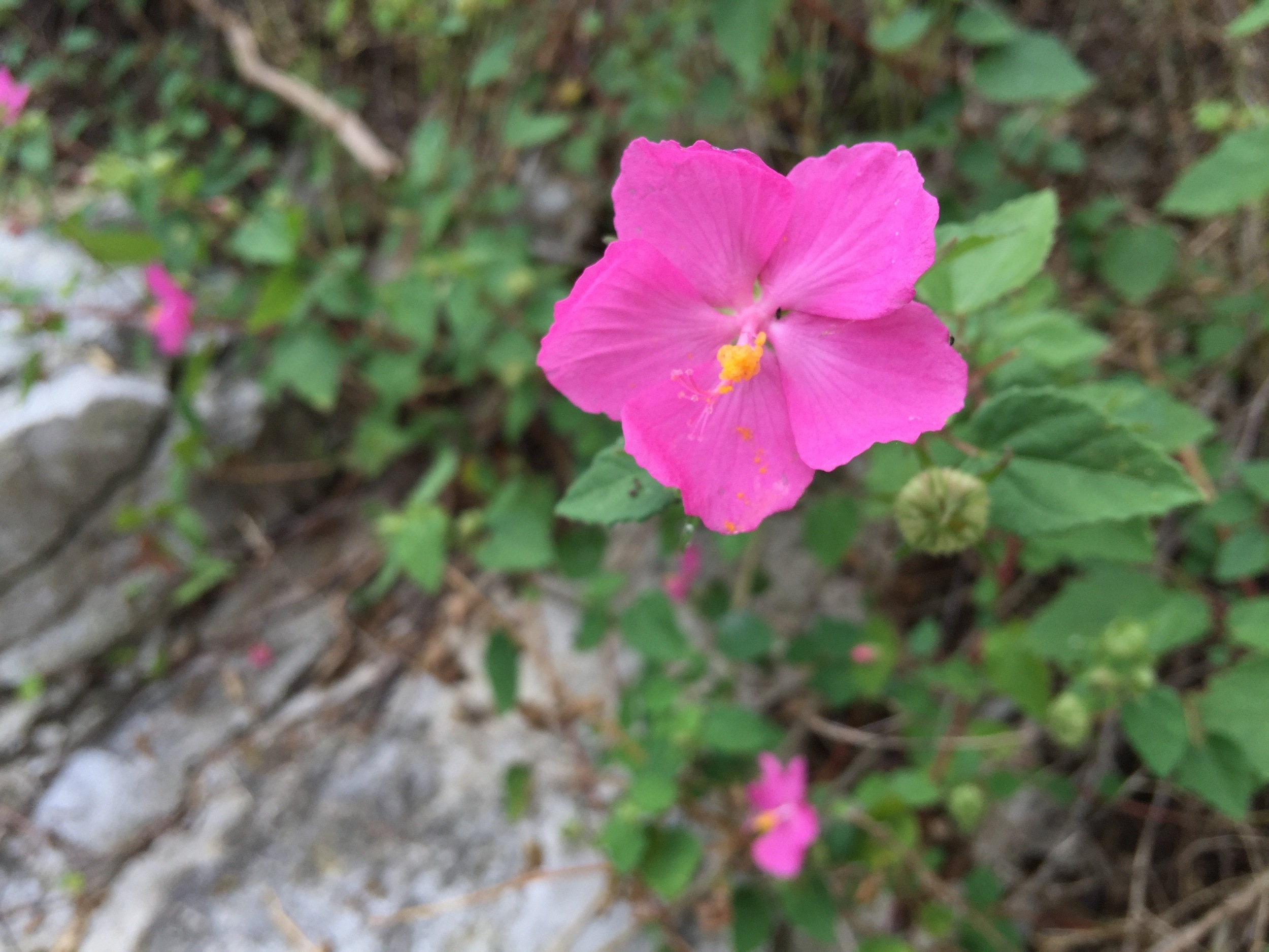 Wild hibiscus growing near the waterfall of the Bluebonnet Lake.