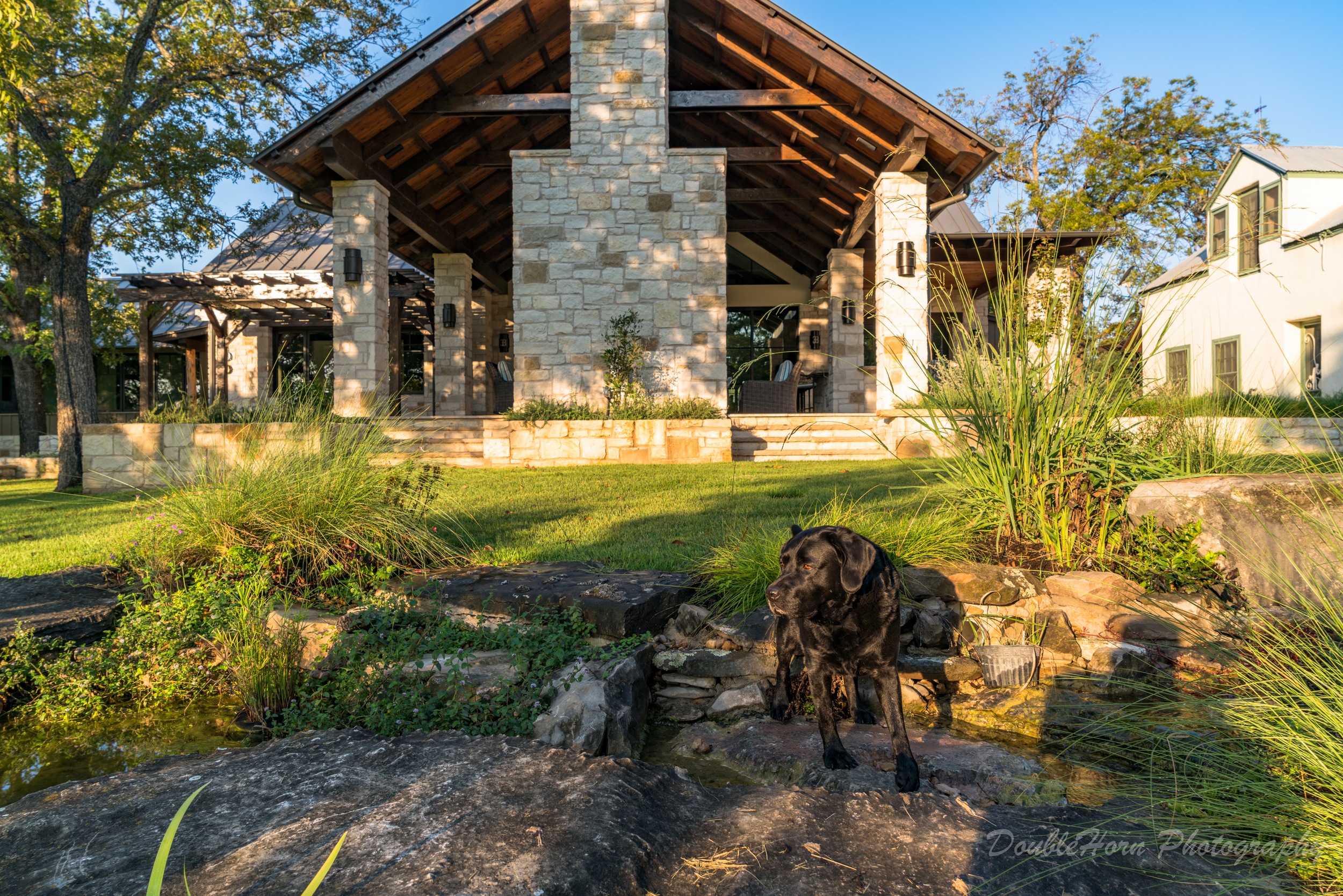 Scout dog grabbing a morning drink from the creek in September, 2015.