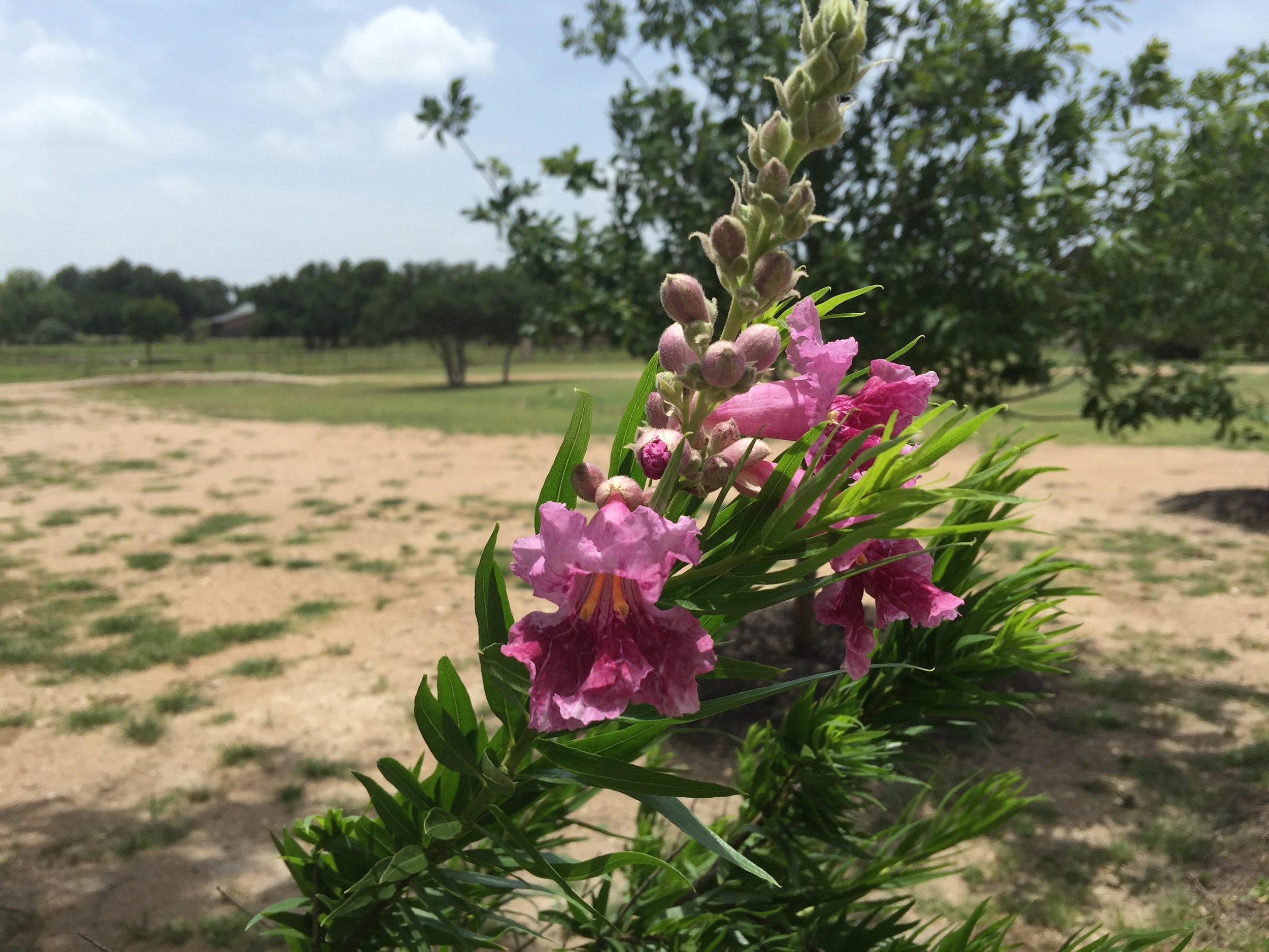 A blooming desert willow in July, 2015.