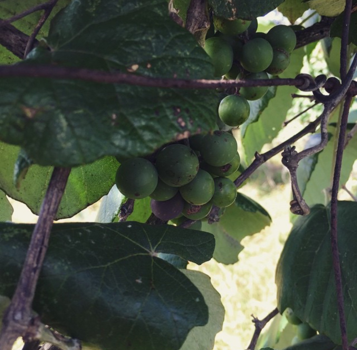 Wild grapes growing on the fence of the old orchard in June, 2015.