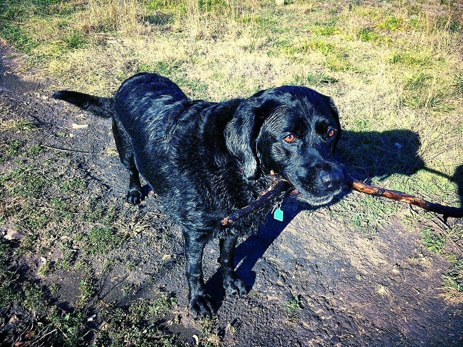 Scout J. Dog, PhD